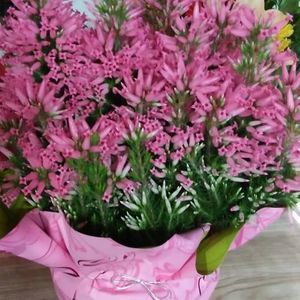 Meet your Posher, Lorena